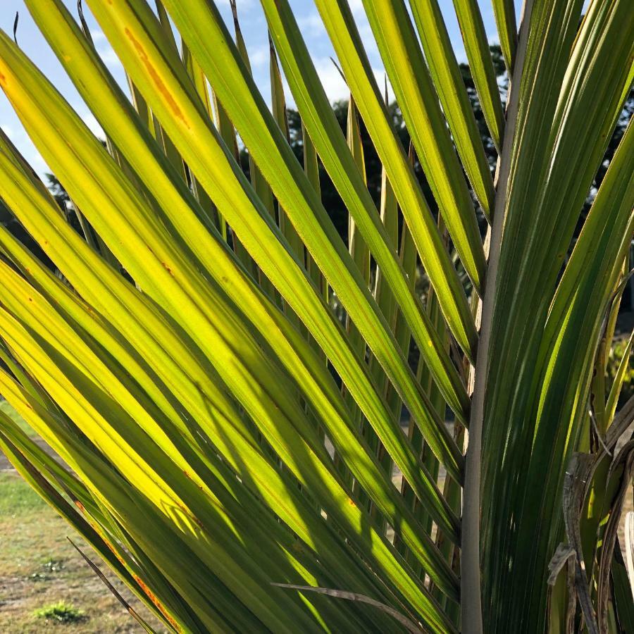 Nikau'S On Palmer Foxton Beach 외부 사진